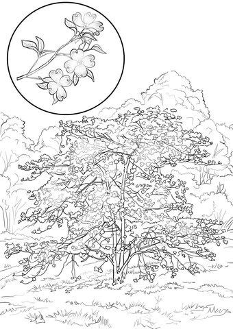 Flowering Dogwood Cornus Florida Coloring Page